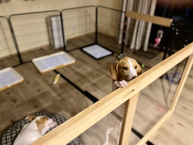 大型ケージ